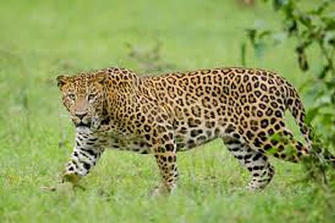 Kannur: Leopard on the run after injuring three, Sec 144 imposed