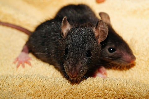 It costs Karnataka Rs 650 to catch a rat, CM Siddaramaiah tells legislative council 