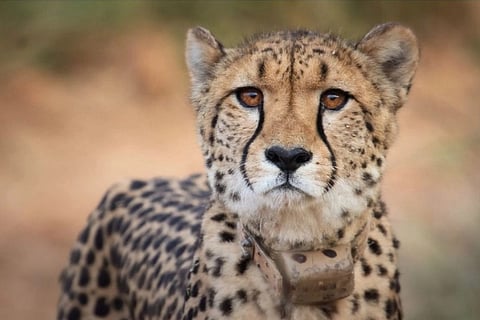 Cheetah Sasha, who died of renal failure on March 27 at Kuno