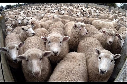 Karnataka worshippers defy ban, hurl sheep from hills during temple festival