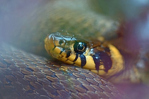 New anti-venom developed to save pets from snakebites