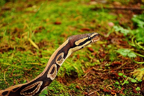 Python