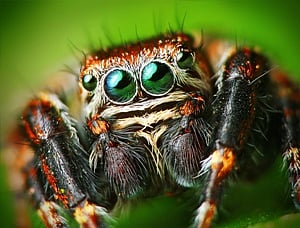 Beware the wrath of the spider: It could send you to jail or worse, burn down your house