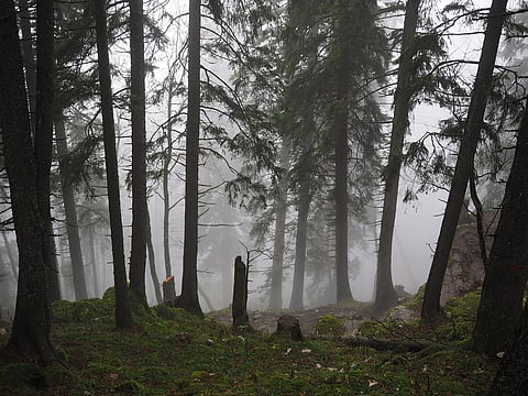 Malayalam film unit made to plant 2,500 saplings for damaging forest habitat