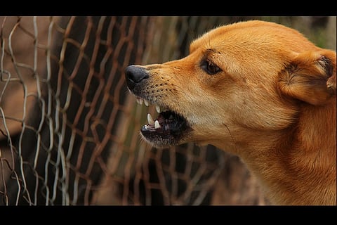 12 injured after stray dogs attack locals in Andhra's Guntur district