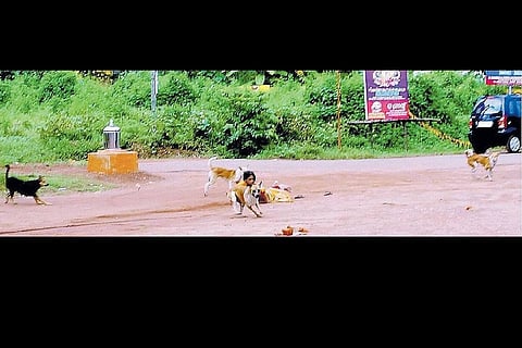 The truth behind Malayala Manorama's scary photo of stray dogs attacking a woman 