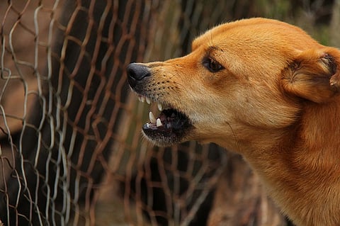 Stray dogs kill 2-day-old baby in Hyderabad, partly eat her body 