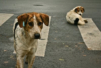 Kerala government announces incentives to promote stray dog sterilisation 