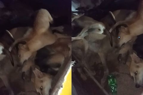 15 dogs allegedly hammered to death in Kerala’s Malappuram, FIR filed 