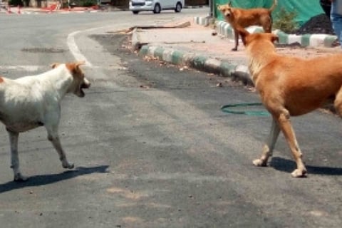 Stray dog census in Bengaluru to begin from July 1
