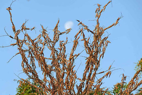 Locusts