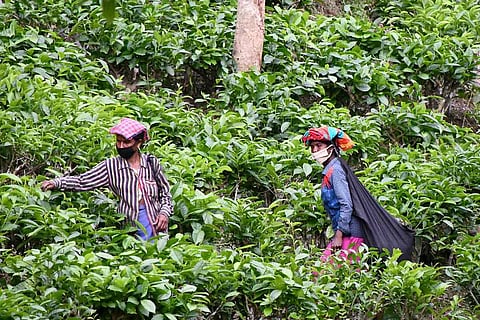 TANTEA workers at Nilgiris 