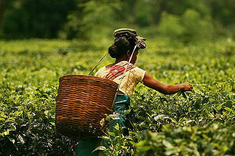 Kerala's tea industry at crossroads