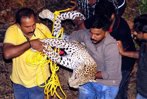 A leopard kept Kannur on the edge for hours; where did it come from?