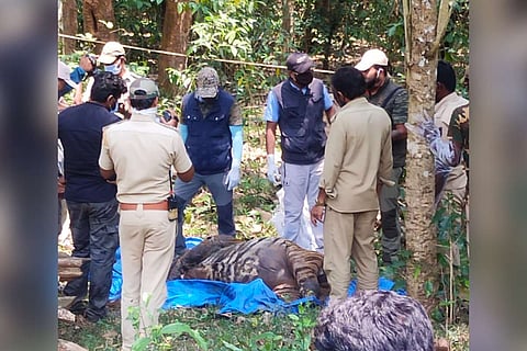 Kodagu tiger carcass 