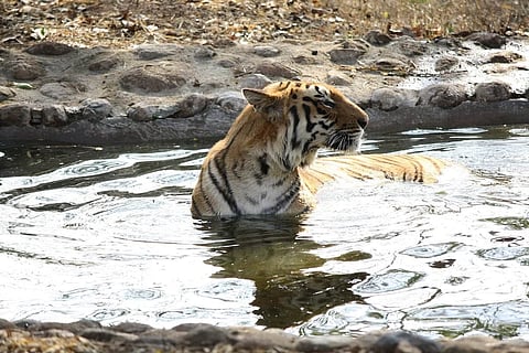 Tribal youth mauled to death in suspected tiger attack in Kerala’s Wayanad 