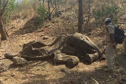 Tusker killed by poachers in Karnataka, body wasn't discovered for two weeks