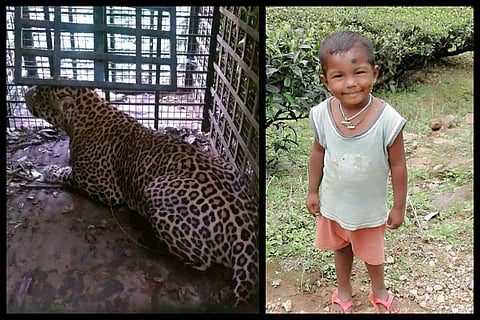 Days after 4-yr-old mauled to death in Valparai, leopard trapped