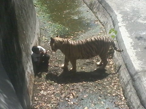 People turn up at Delhi zoo to see Vijay, the tiger who mauled a young man to death