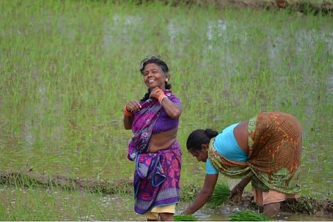 Women farmers in paddy fields