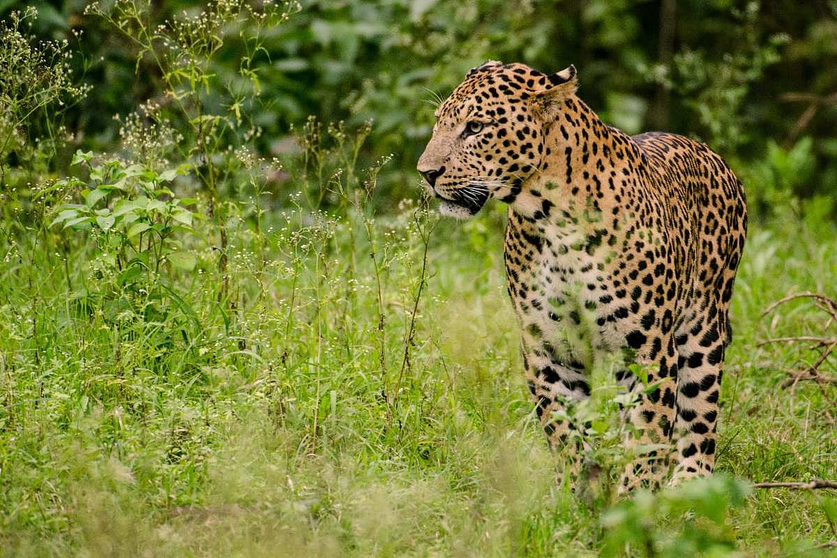 Leopard In A R Leopard sighting causes panic at Bangalore University, search operation ...