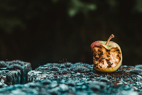 Bad Apple