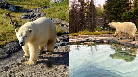 The Calgary Zoo's newest residents touched down, safe and sound at it, thanks to its official polar bear transportation partner WestJet Cargo. 