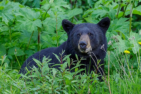 Parks Canada urges fruit tree removal to deter bears from Jasper townsite