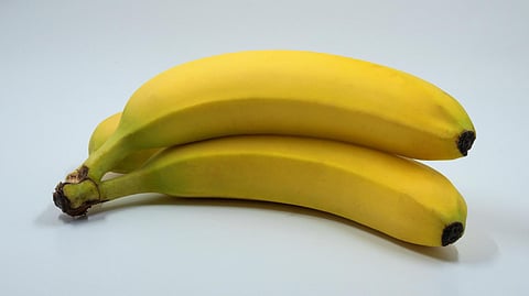 IT’S BANANAS: Scientists warn fungus outbreak could lead to banana extinction