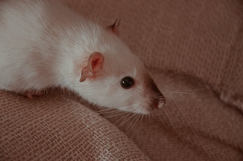 Rat