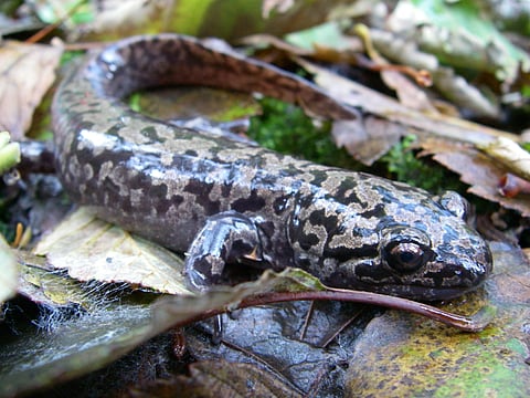 Coastal Giant Salamander 