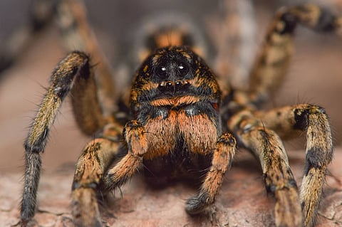 Peruvian wolf spider lays eggs in UK man’s big toe 