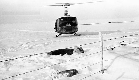 Cattle feed brought in by helicopter after devastating blizzard, near Lethbridge, Alberta, 1967.