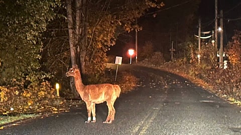 Nanaimo RCMP were called upon to help corral alpaca Chewy, 3, after he went on an unauthorized early morning roam south of Nanaimo on Tuesday, Nov. 7, 2023. 