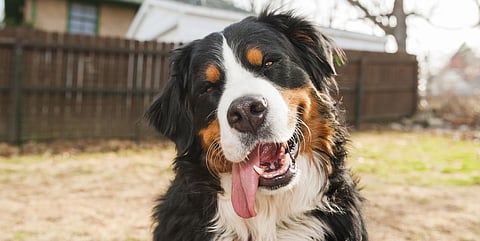 FOREVER YOUNG: Scientists get closer to ‘groundbreaking’ anti-aging solution for large dogs 