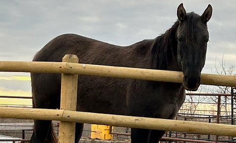 Horse found shot to death