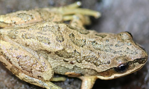 Western Chorus Frog