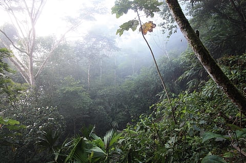 The Trudeau government's 'cap-and-trade' system depends on  the purchase of carbon credits by cabon emitters. Sadly, the market is polluted with 'phantom credits,' and may not achieve federal objectives, writes the Fraser Institute's Ken Green. Rainforest credits are especially suspect.