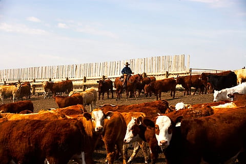 Federal government is introducing an emissions cap on cattle