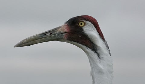 Whooping crane