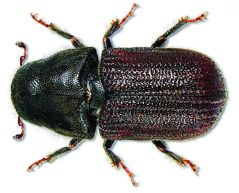Pine beetle