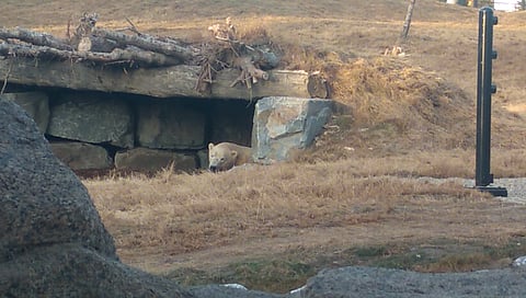 Wilder Institute/Calgary Zoo opens with expansive habitat for newly arrived polar bears