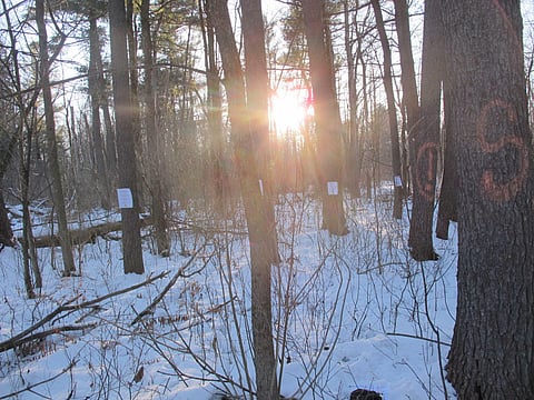 Spiked trees at Quebec Northvolt battery site