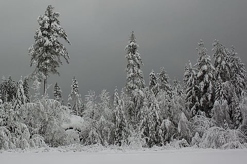 Forest covered in snow during winter. 