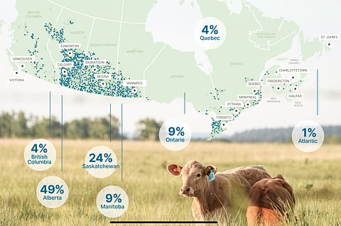 Alberta and Saskatchewan account for almost three quarters of the Canadian beef herd. No wonder that when it came to a choice between protecting Quebec cheese or boosting western beef, beef lost