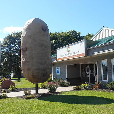 The Alberta government is giving tax credits for potato production.