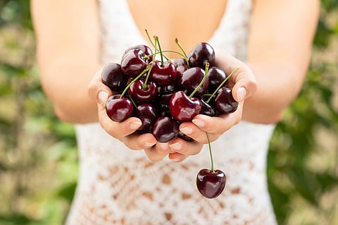 BC’s cherry crop may have sustained significant damage from last month’s cold snap.