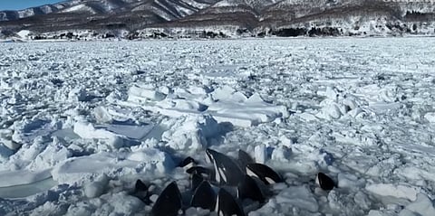 WATCH: A dozen killer whales trapped in ice off coast of Japan 