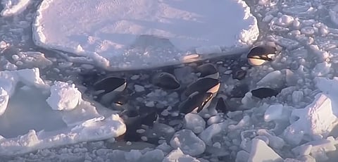 FREE WILLIES: Killer whales free from Japanese ice trap 