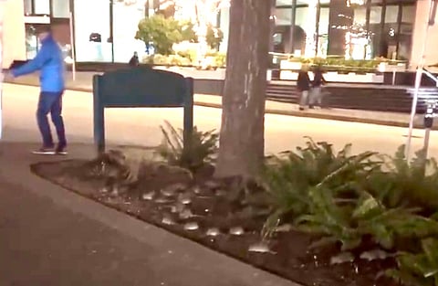 Rats in Burrard station in Vancouver